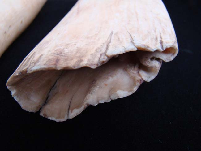 Possibly the Largest and Finest Pair of Antique Whale's Teeth on the market today !! — image 6
